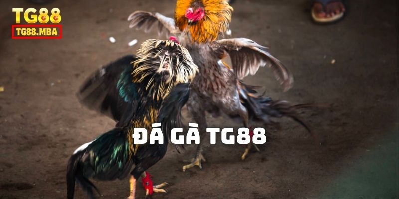 Giới thiệu sảnh Đá Gà TG88