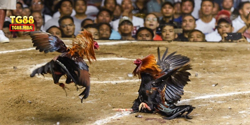 Những thể loại đá gà phong phú hiện có tại đây