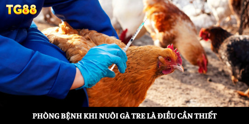 Phòng bệnh khi nuôi gà tre là điều cần thiết